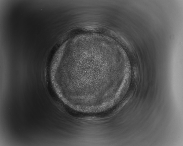X0000087580408200705181204