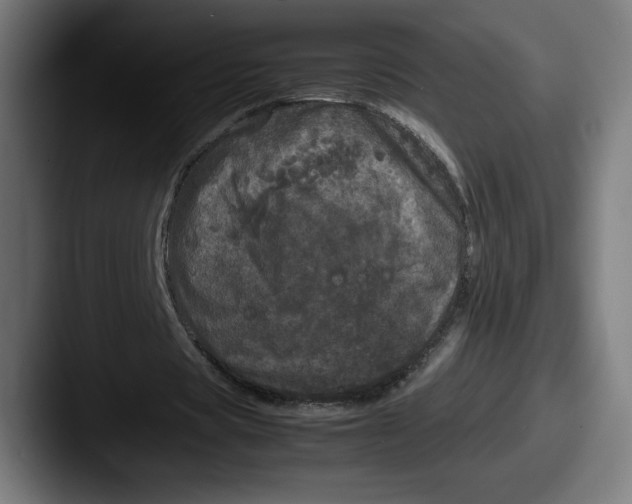 X0000087580529200705181202