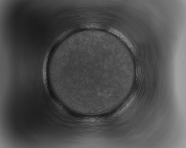 X0000087580629200705181201