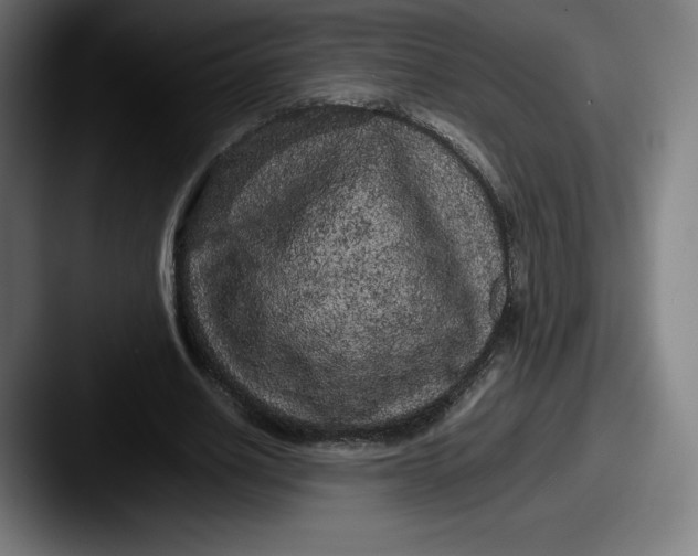 X0000087580630200705181201