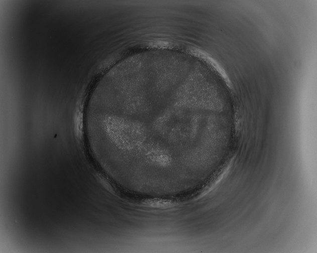 X0000087580633200705181201