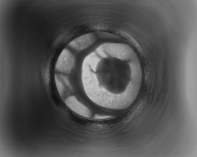 X0000087580635200705181201