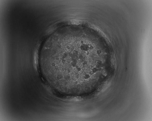 X0000087580683200705181201