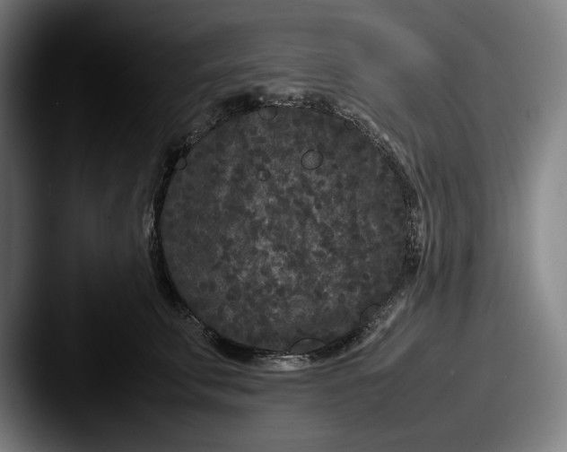 X0000087580711200705181201