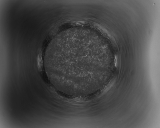 X0000087581395200705181152