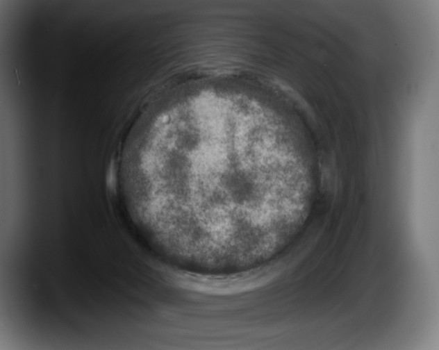 X0000087580026200705251850