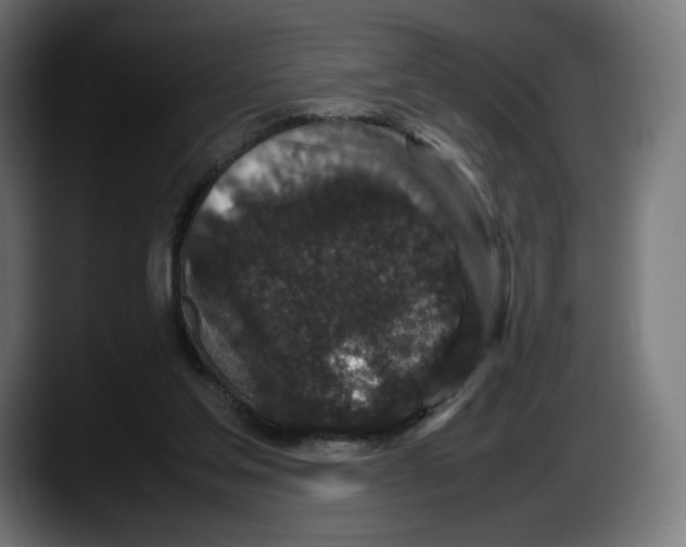 X0000087580205200705251848