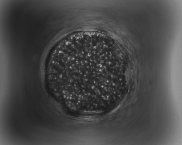 X0000087580295200705251847
