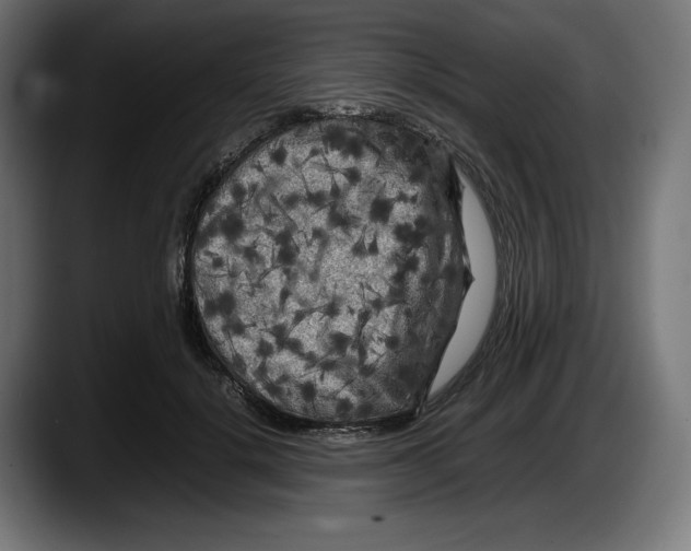 X0000087580652200705251842