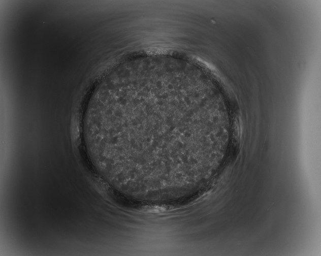 X0000087580687200705251841
