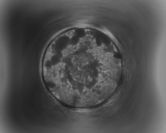 X0000087581191200705251835
