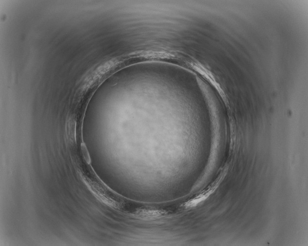 X0000087590205200704271315