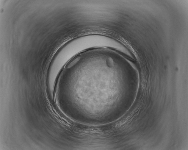 X0000087590386200704271312