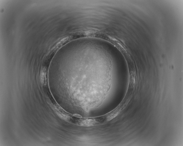 X0000087590527200704271310