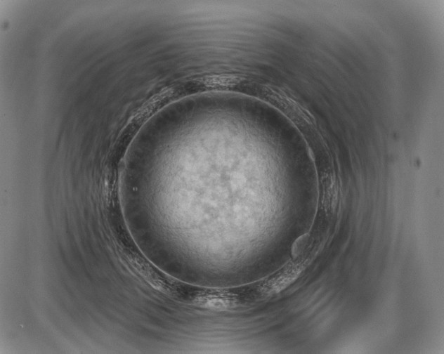 X0000087590655200704271308