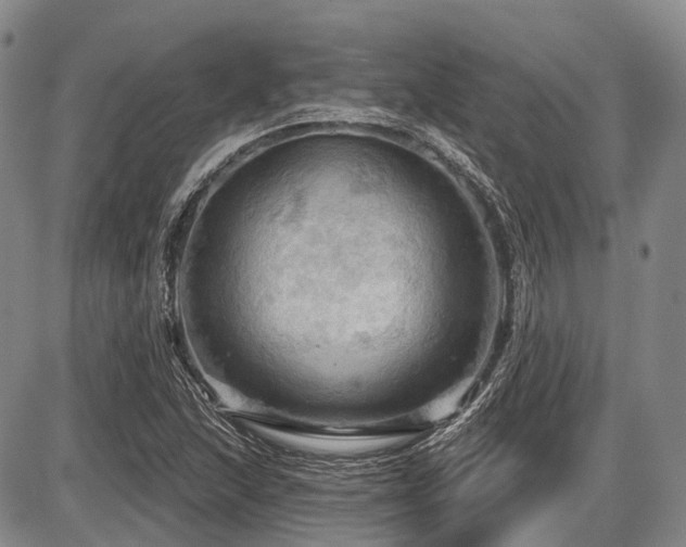 X0000087591215200704271259