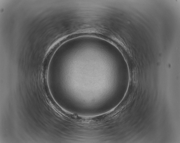 X0000087591452200704271255
