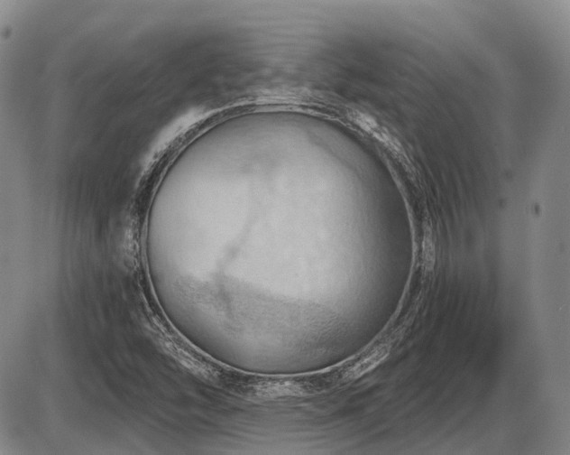 X0000087591454200704271255