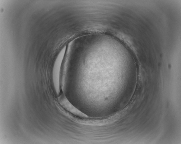 X0000087590017200705041520