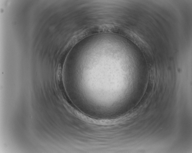 X0000087590038200705041520