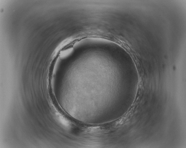 X0000087590054200705041519