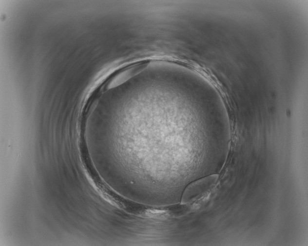 X0000087590055200705041519