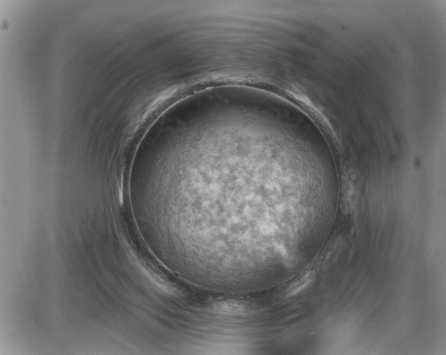 X0000087590062200705041519