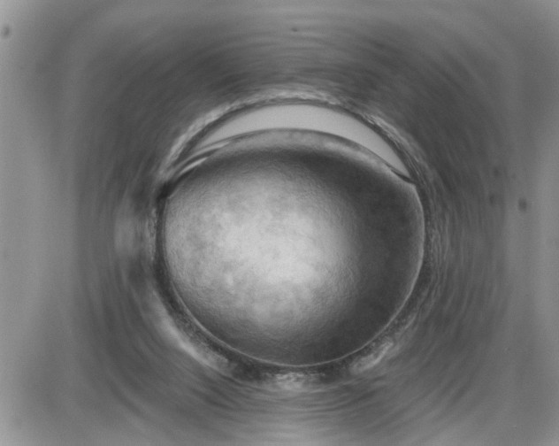 X0000087590064200705041519