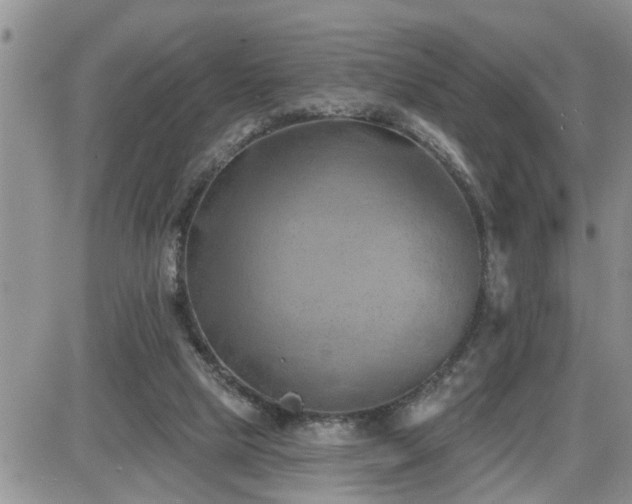 X0000087590065200705041519