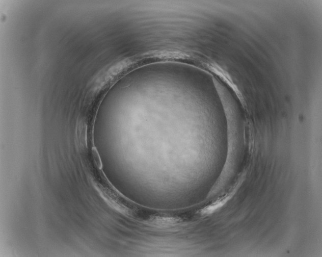 X0000087590205200705041517