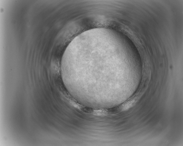 X0000087590240200705041517