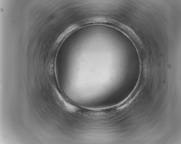 X0000087591225200705041500