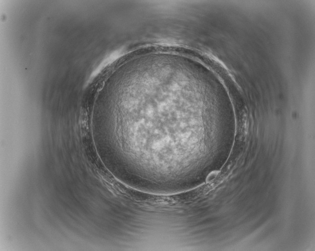 X0000087591255200705041500