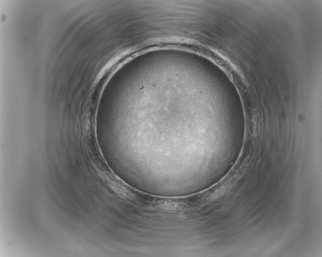 X0000087591266200705041500