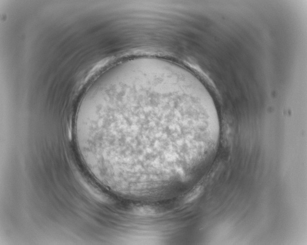 X0000087590062200705112313