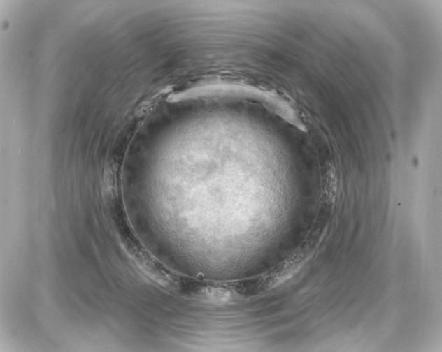 X0000087590272200705112311