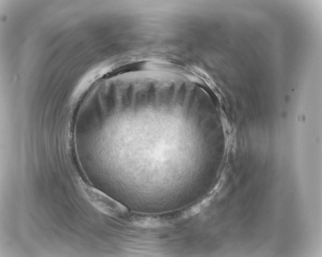 X0000087590293200705112310