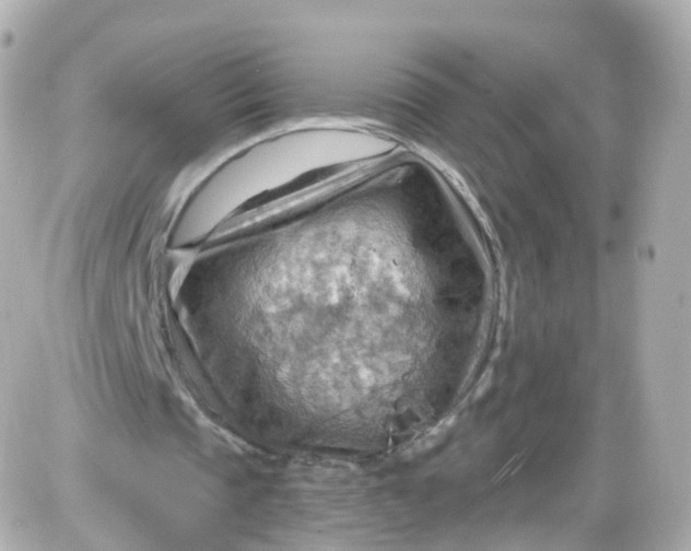 X0000087590337200705112308