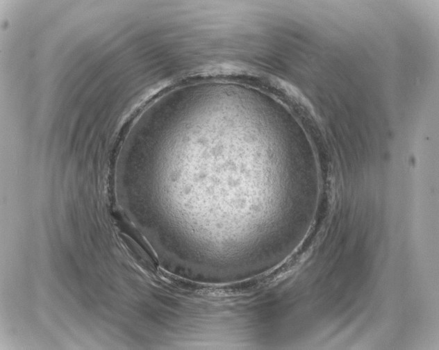 X0000087591217200705112255