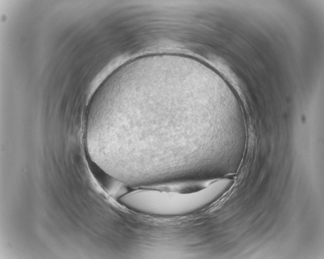 X0000087591390200705112252