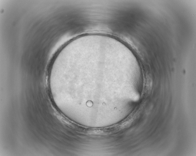 X0000087591462200705112251