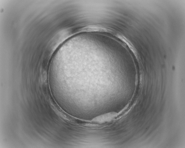 X0000087591465200705112251