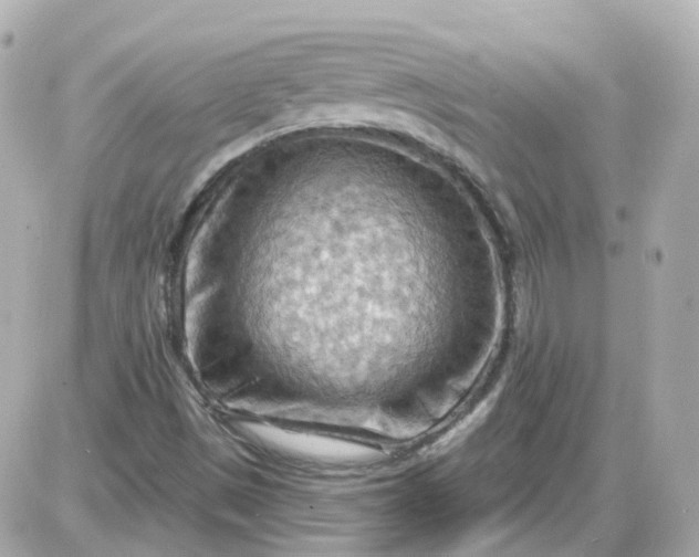 X0000087591497200705112250