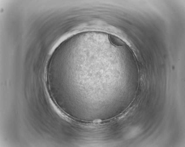 X0000087591523200705112250