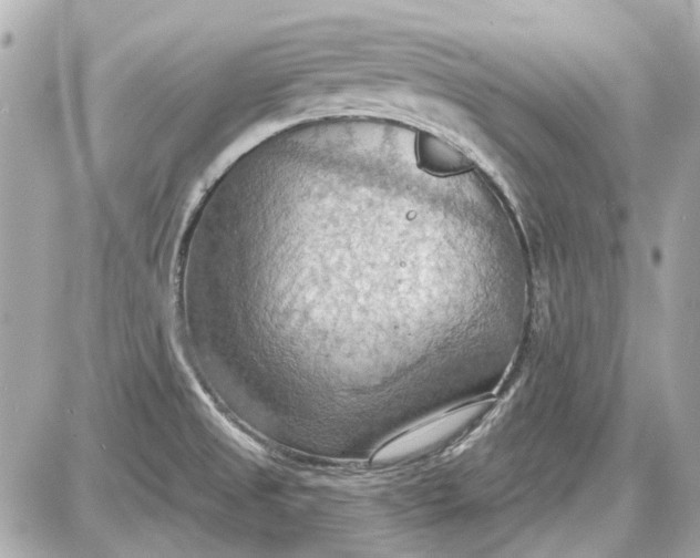 X0000087591525200705112250