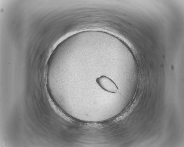 X0000087591526200705112250