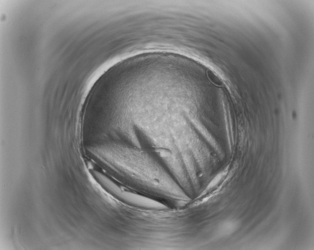 X0000087591527200705112250