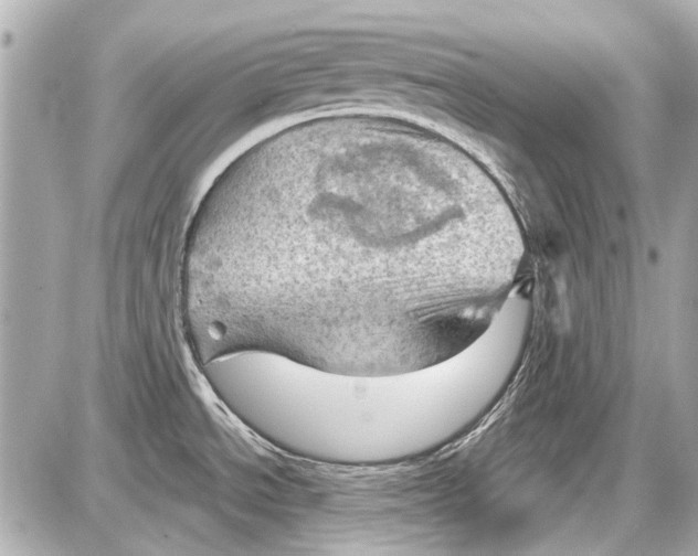 X0000087591534200705112250