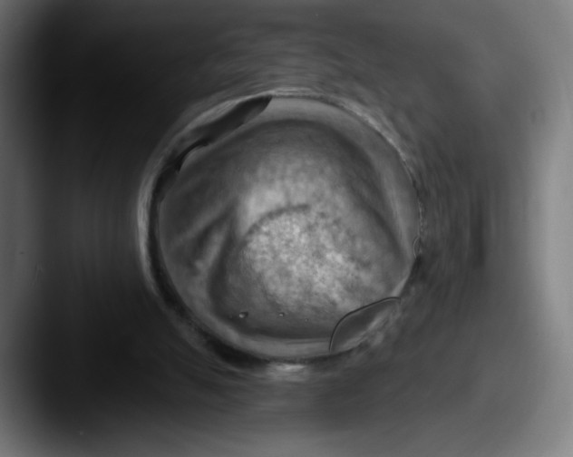 X0000087590055200705181226