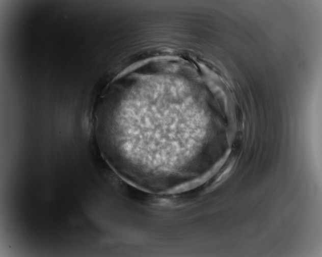 X0000087590285200705181224